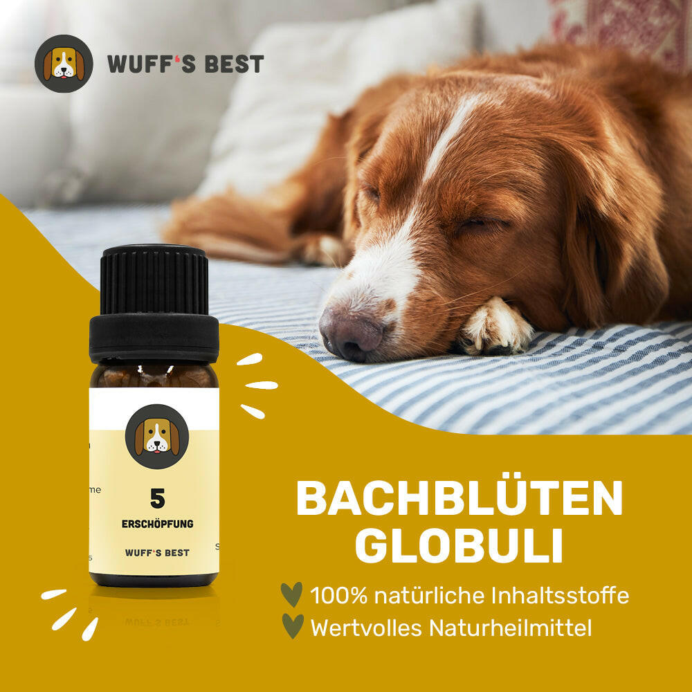 Bachblüten_Erschöpfung_Globuli_Nr.5