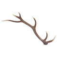 Bild in Galerie-Betrachter laden, Hirschgeweih vom Rothirsch