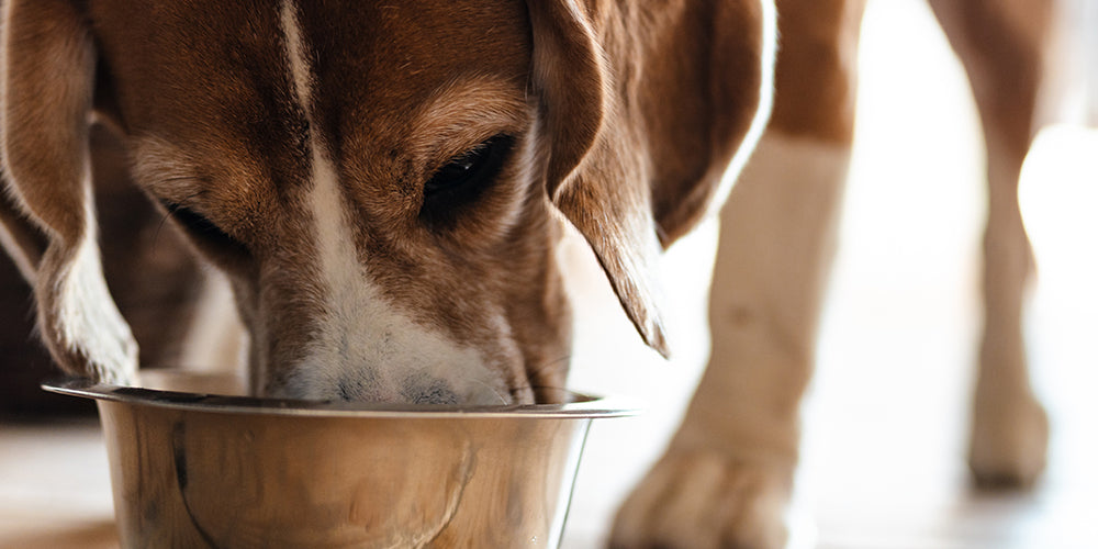 Hundefutter