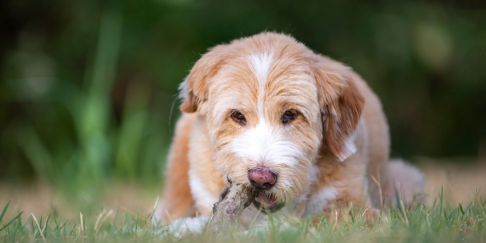 Kauholz & Kauwurzeln