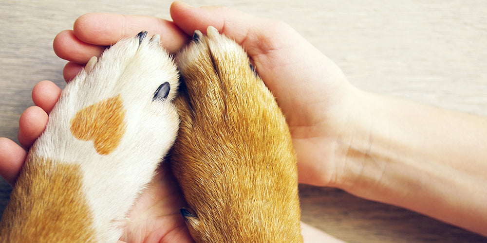 Nahrungsergänzungsmittel für Hunde