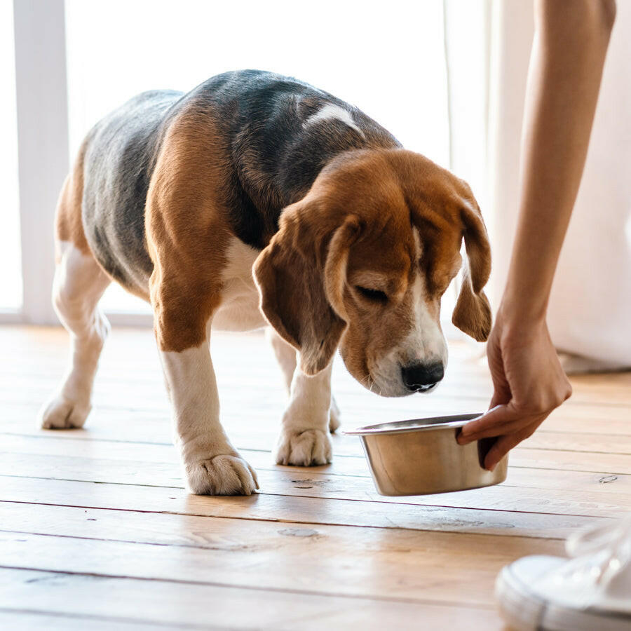 Gelenk-Kräuter für Hunde