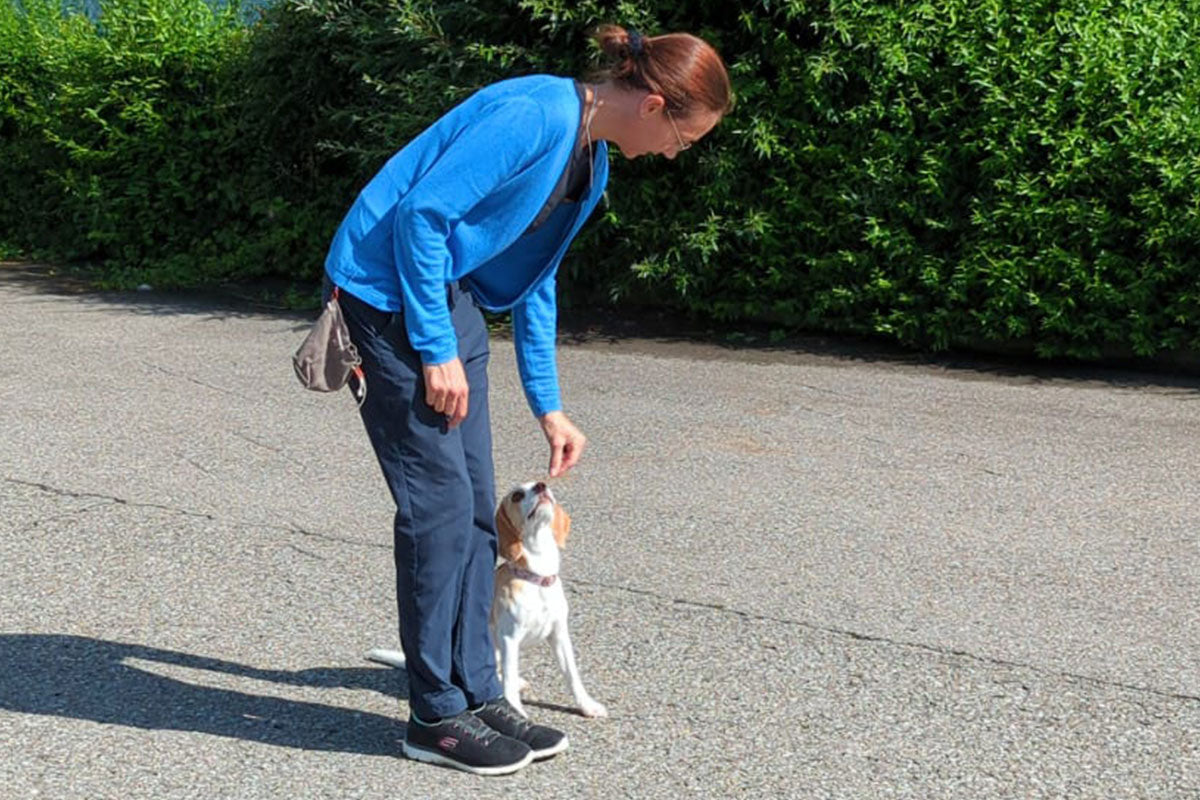 Die besten Trainingsleckerlis für Hunde