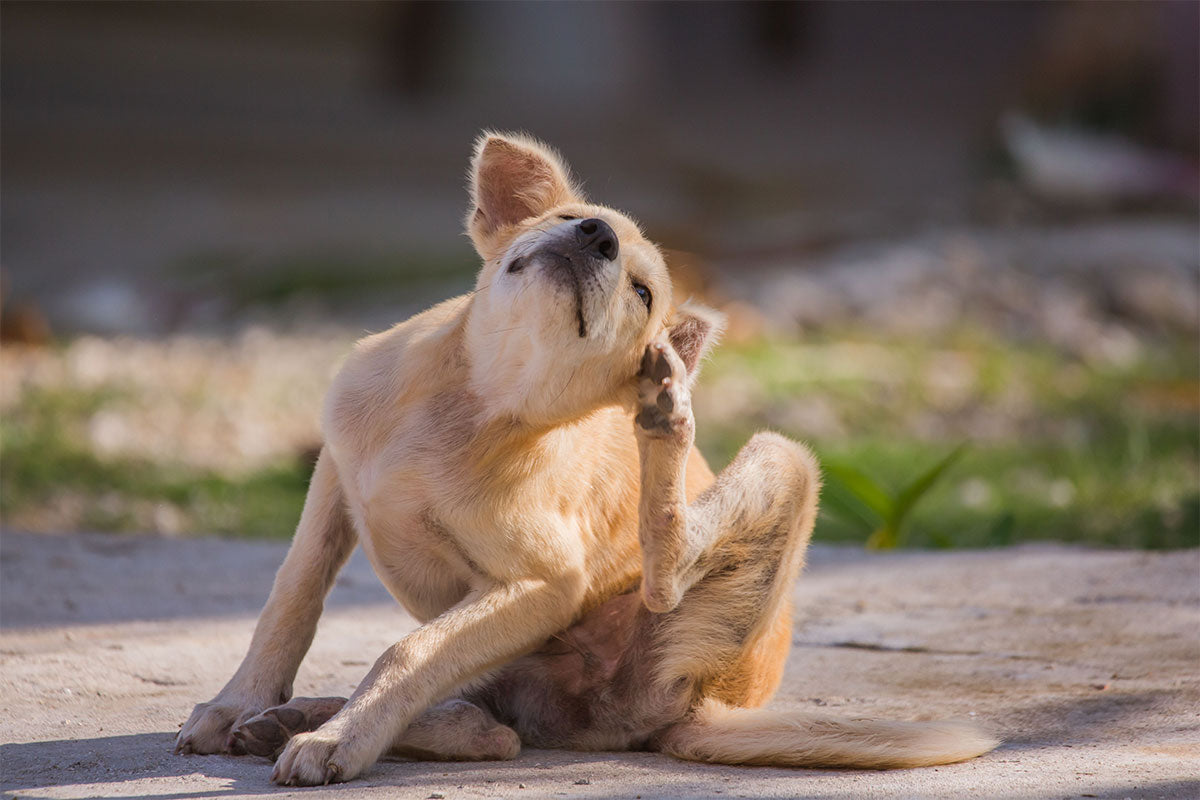 Allergien und Unverträglichkeiten beim Hund: Symptome, Ursachen und Unterstützung