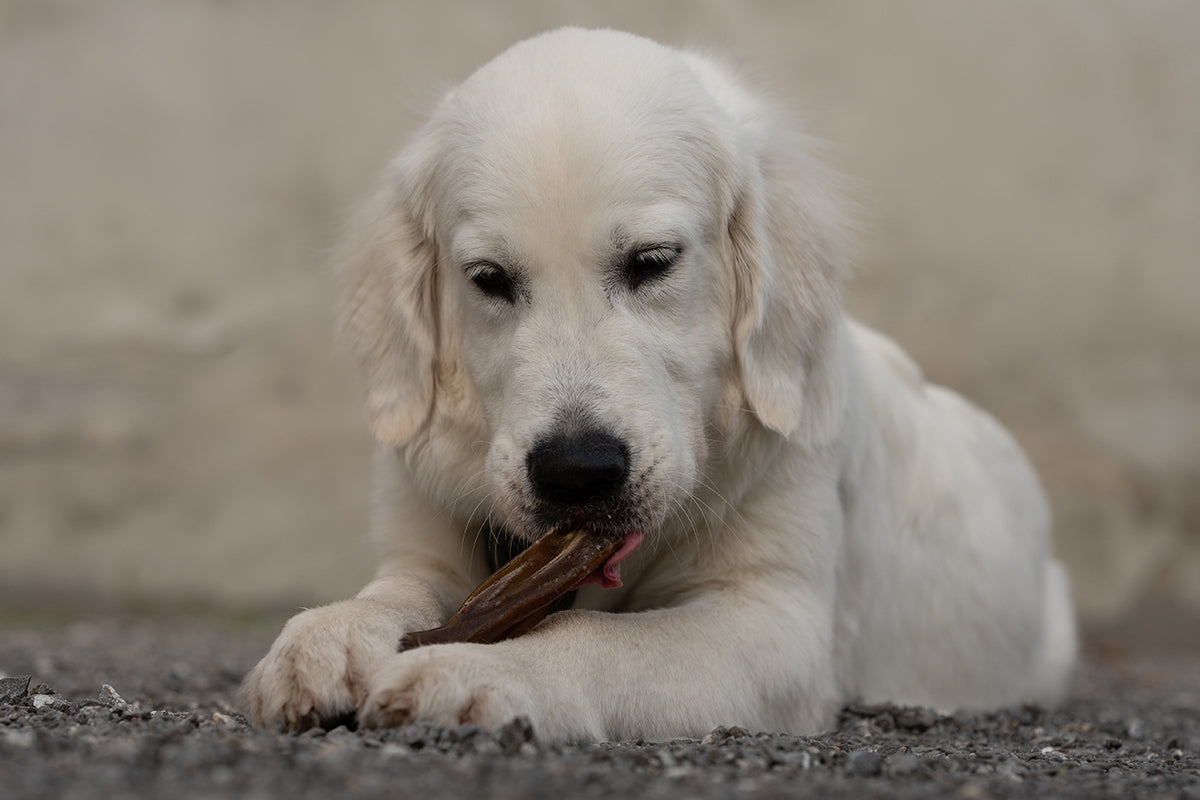 Warum sind getreidefreie Hundesnacks die bessere Wahl?