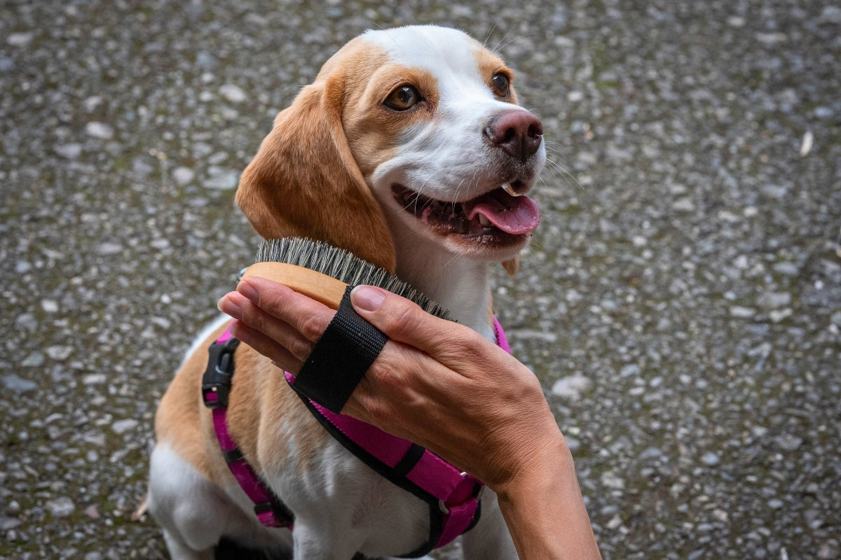 Beagle Nala wird sanft mit der Wuff's Best Hundebürste gepflegt – Fellwechsel beim Hund unterstützen