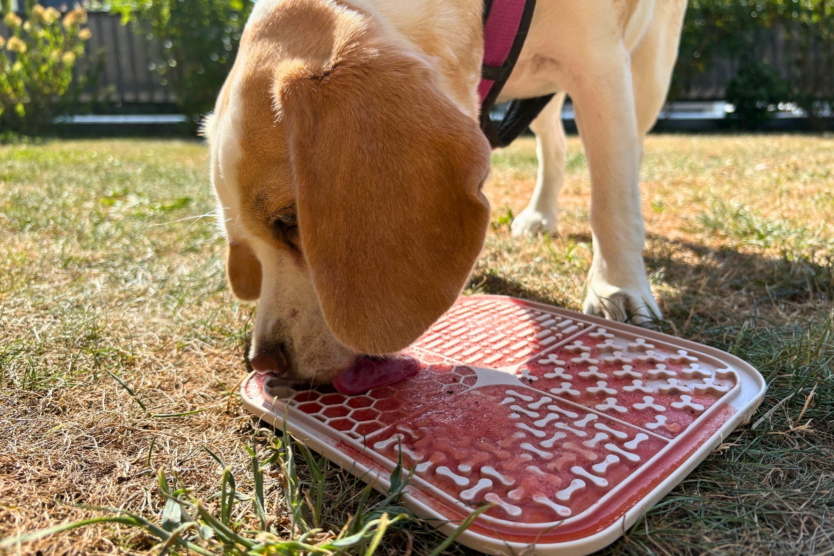 Wuff's Best Beagle Nala erhält eine Abklühlung mit Schleckmatte in der Sonne
