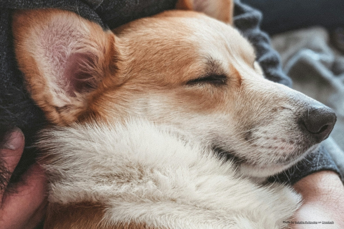 Entspannter Hund schläft geborgen im Arm des Halters – Hundeverhalten besser verstehen und Bindung stärken