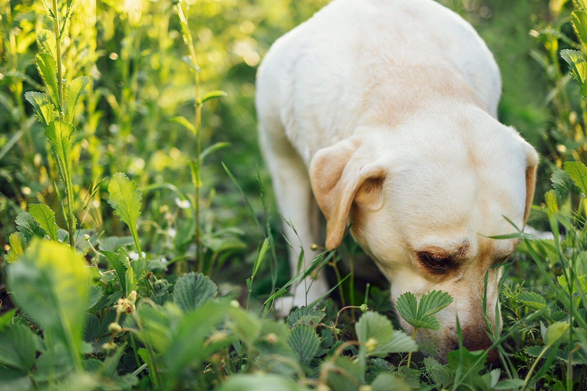 Wieso essen Hunde manchmal Gras?