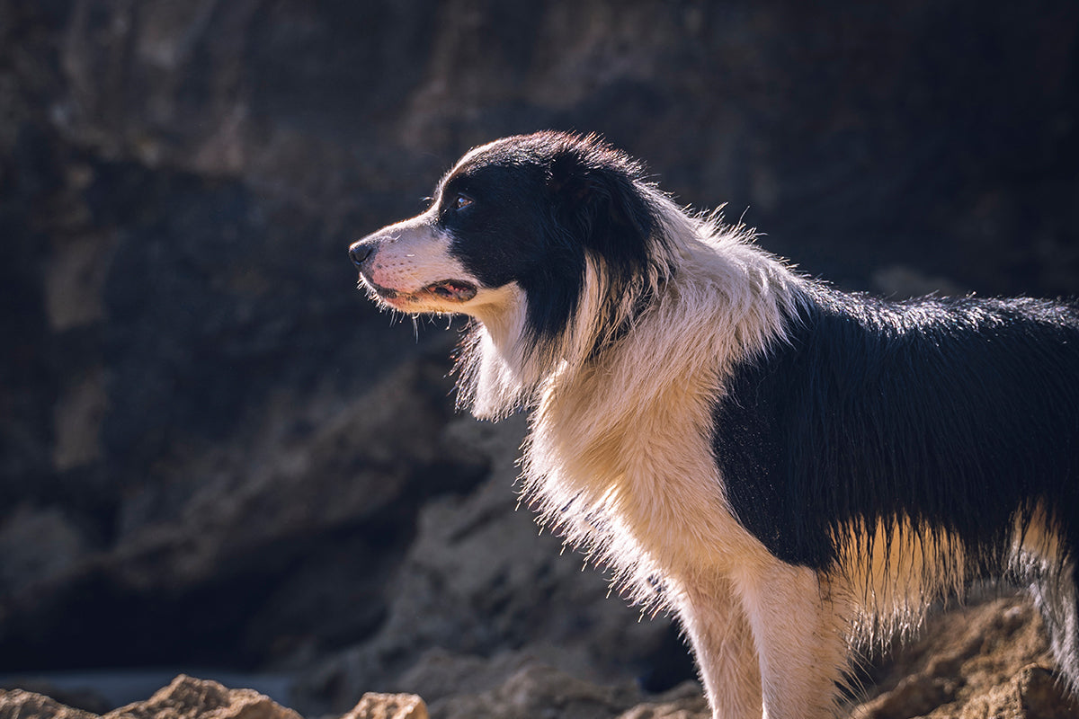 Lachsöl für Hunde: Unterstützung einer artgerechten Fütterung