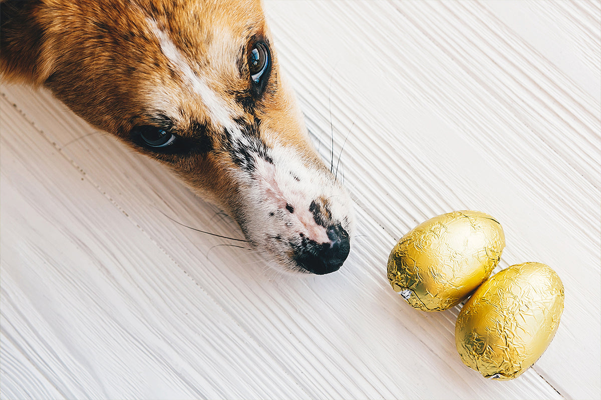 Hilfe, mein Hund hat Schokolade gefressen: Was nun?