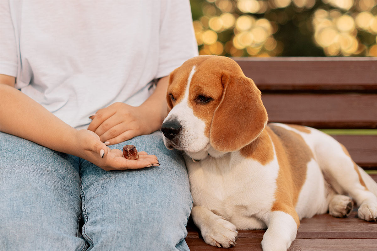 Natürliche Fleischsnacks: Warum Hunde davon profitieren