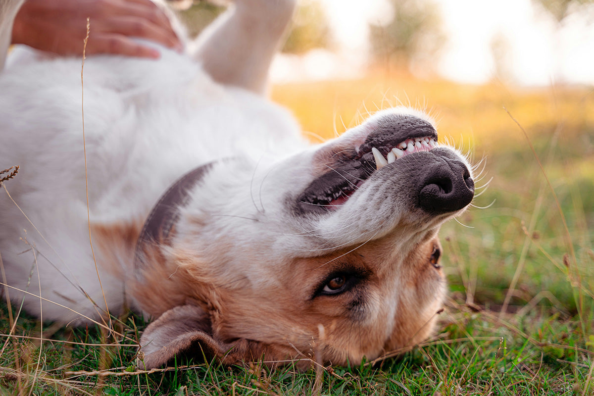 Zahnwechsel beim Hund: Wenn sich die Milchzähne verabschieden