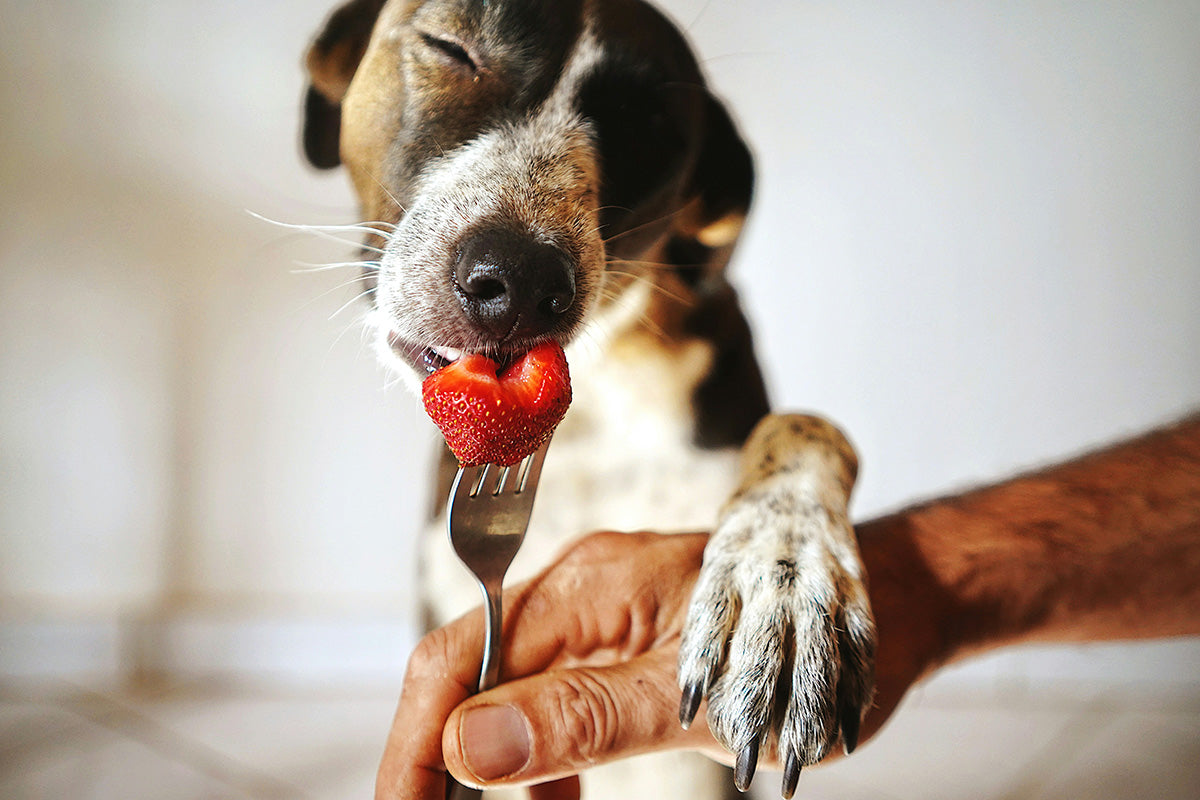 Welche Lebensmittel (Obst & Gemüse) sind tabu für Hunde?