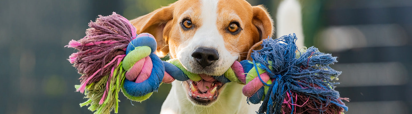 Hunde Zerrspielzeug