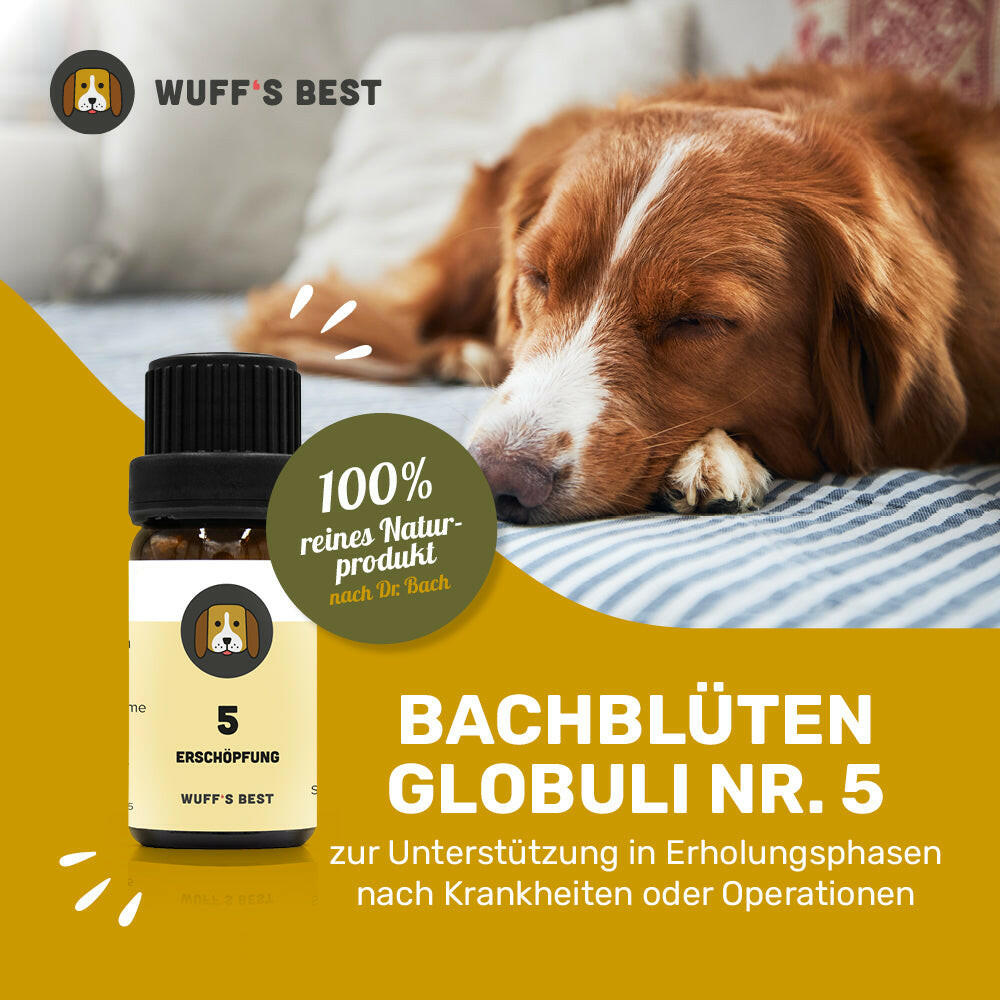 Bachblüten_Erschöpfung_Globuli_Nr.5