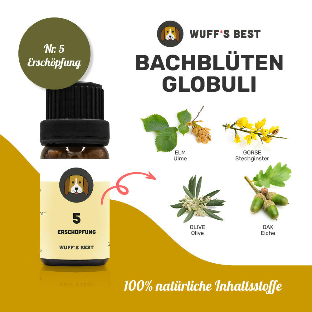 Bachblüten_Erschöpfung_Globuli_Nr.5