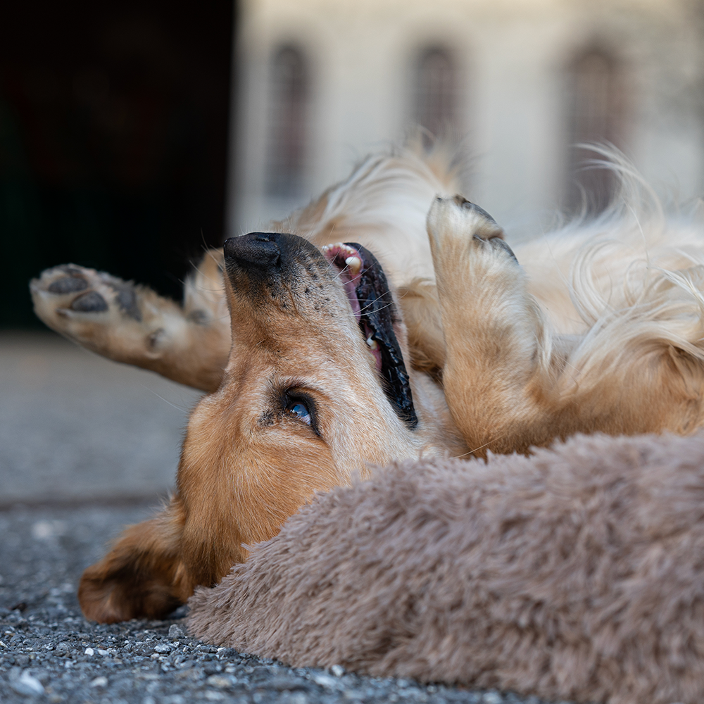 Kuscheliges Hundebett (toffee)