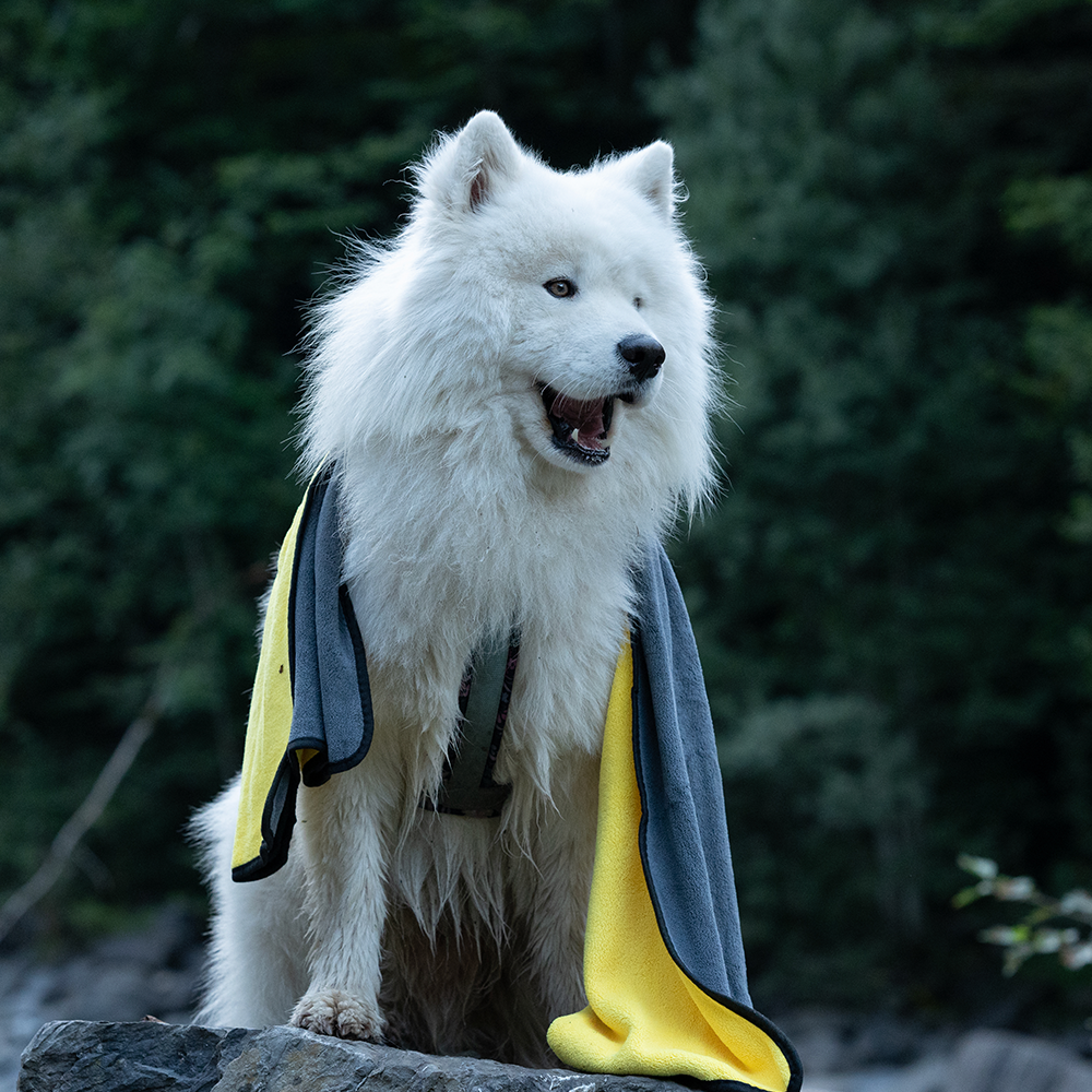 Yuki mit Hundehandtuch stehend