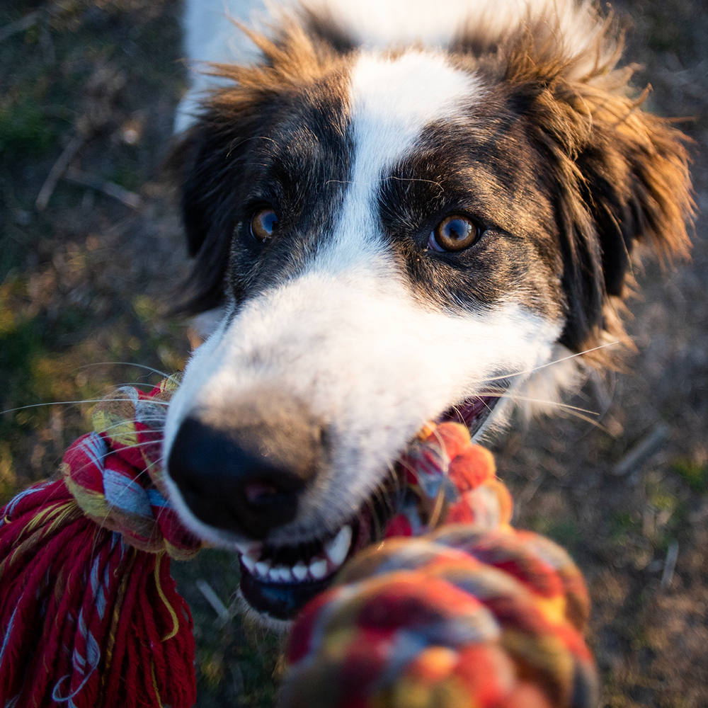 Buntes Spieltau Hund