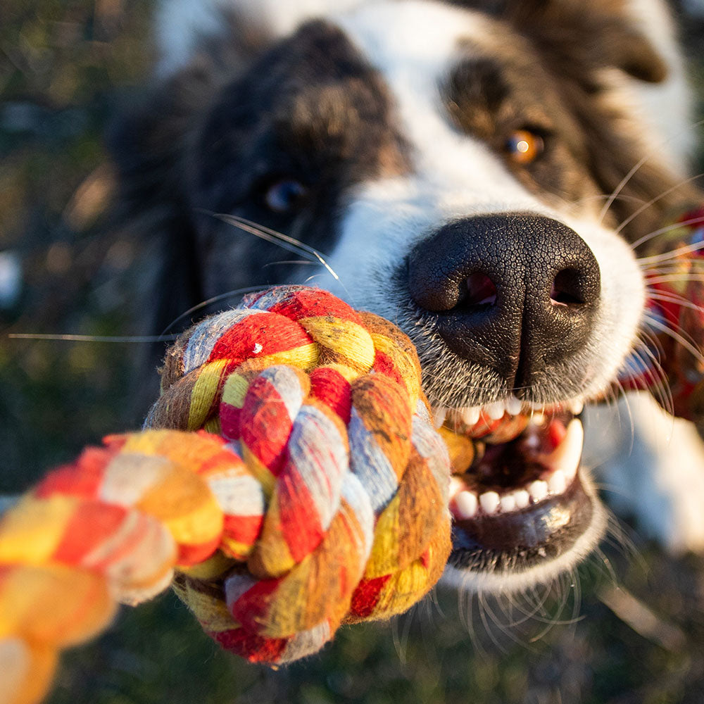 Spieltau für Hunde aus Baumwolle