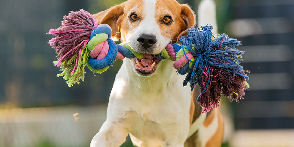 Hunde Zerrspielzeug