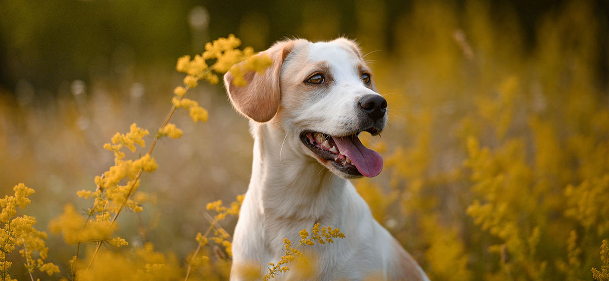 Mit Herz & Fachwissen - das Beste für den Hund